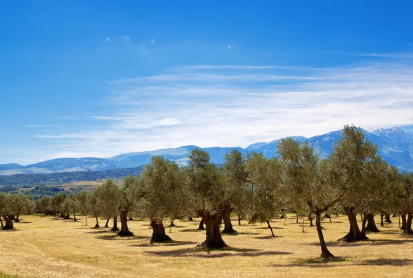 Octies του ελαιώνα — Φωτογραφία Αρχείου