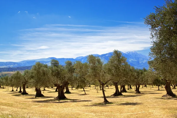 Olive grove quater — Stock Photo, Image