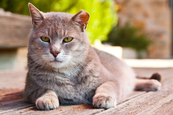 Portret van de kat op de verdieping — Stockfoto