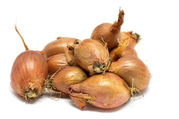 Shallots, 마늘 류 ascalonicum 스톡 이미지