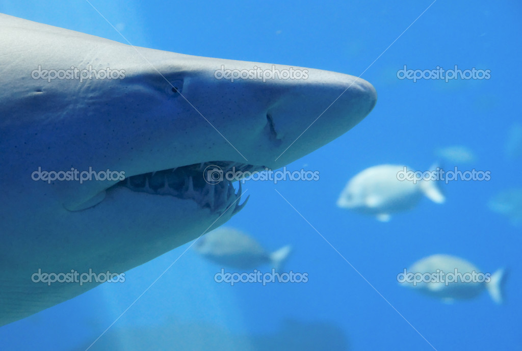 toothy shark