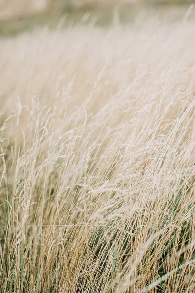 Gedroogde panicle gras textuur achtergrond. Zacht beige gedroogd weidegras. Abstract natuurlijke minimale, trend, stijlvolle achtergrond. — Stockfoto