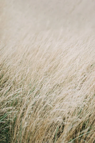 Fondo de textura de panícula seca. Hierba de pradera seca beige suave. Resumen natural mínimo, tendencia, fondo elegante. — Foto de Stock