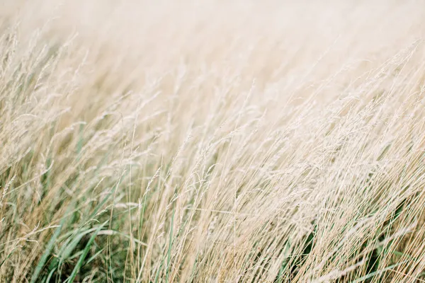 Fondo de textura de panícula seca. Hierba de pradera seca beige suave. Resumen natural mínimo, tendencia, fondo elegante. — Foto de Stock