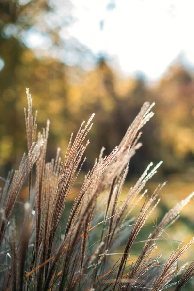Decoratief gras Miscanthus planten. Gedroogde panicle gras textuur achtergrond. Zacht beige gedroogd weidegras. Abstract natuurlijke minimale, trend, stijlvolle achtergrond. — Stockfoto