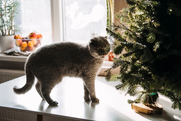 Lindo gato pliegue escocés tratar de comer árbol de Navidad en casa. Cómo gato prueba árbol de Navidad. Gato gris comiendo el árbol de Navidad — Foto de Stock