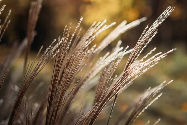 装飾的な草Miscanthus植物。乾燥した円錐形の草の質感の背景。柔らかいベージュの乾燥草原草。要旨自然最小限、トレンド、スタイリッシュな背景. — ストック写真