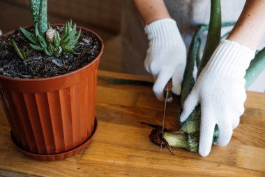 Evde nasıl aloe vera sulu ev bitkisi yetiştirilir. Aloe Vera Bitki Bakımı. Bahçe eldivenleri giymiş kadın. Aloe Barbadensis Fabrikası 'nda kesilmiş ve yeniden demlenmiş. Birkaç yaprak kesmiş.