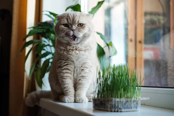 Lindo gato pliegue escocés sentado cerca de hierba de gato o hierba de gato cultivada a partir de cebada, avena, trigo o semillas de centeno. La hierba de gato se cultiva en interiores para mascotas domésticas. Gato degustación hierba cerca de maceta en la ventana en casa. — Foto de Stock