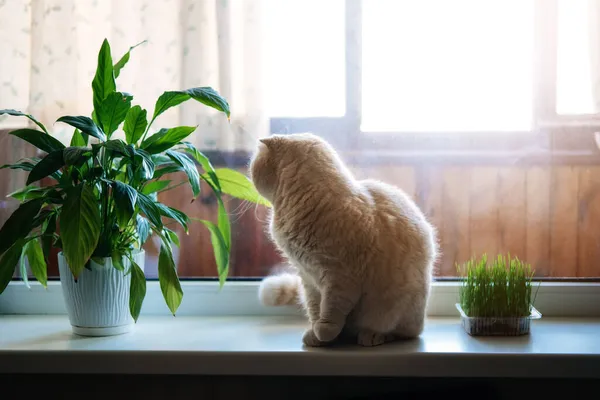 Schattige Schotse vouw kat zitten in de buurt van kattenkruid of kattengras geteeld van gerst, haver, tarwe of rogge zaden. Kattengras wordt binnen gekweekt voor huisdieren. Cat proeverij gras in de buurt van bloempot op venster thuis. — Stockfoto