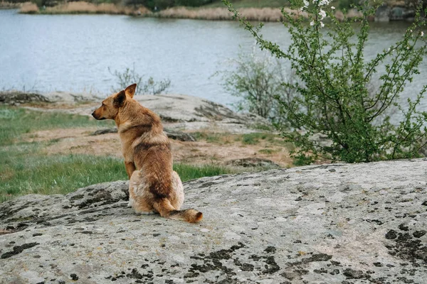 Pohled zezadu na osamělého zatoulaného psa bez domova na přírodním pozadí. Opuštěný pes čeká na majitele u řeky. Zrada, vykoupení a změna života psa bez domova — Stock fotografie
