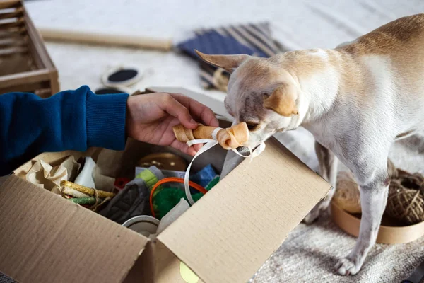 Kids hand put bone in Pet Subscription Box for Dogs. Chihuahua dog and Subscription pet box with Organic Treats, Fun Toy, Bully Sticks, All-Natural Chews and seasonal gear