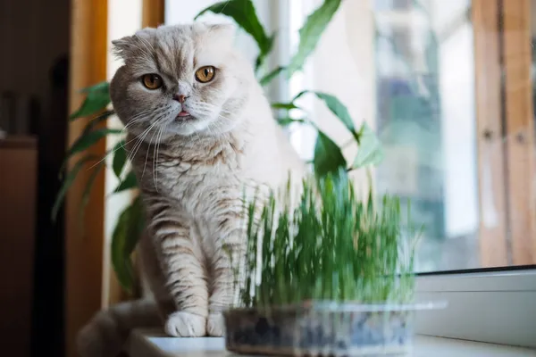 Χαριτωμένο Scottish φορές γάτα κάθεται κοντά catnip ή χόρτο γάτα που καλλιεργείται από κριθάρι, βρώμη, σιτάρι ή σπόρους σίκαλης. Χλόη γάτα καλλιεργείται σε εσωτερικούς χώρους για κατοικίδια ζώα του σπιτιού. Γάτα δοκιμάζοντας γρασίδι κοντά γλάστρα στο παράθυρο στο σπίτι. — Φωτογραφία Αρχείου