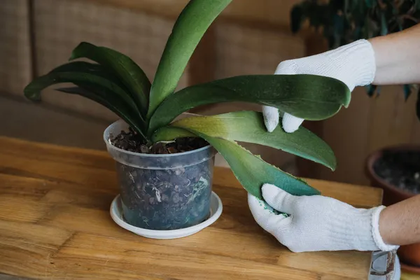 Orchid Care, Cara Memotong Daun Anggrek. Menghapus Daun bunga Orchid Phalaenopsis yang rusak. Tangan wanita memotong Daun Rusak dari pot tanaman anggrek. — Stok Foto