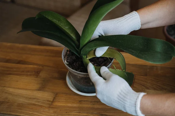 Wie man ein Orchideeblatt schneidet, Orchidee-Obacht Eine beschädigte Orchidee Phalaenopsis Blütenblätter entfernen. Weibliche Hände schneiden beschädigte Blätter aus Topfpflanzen der Orchidee. — Stockfoto