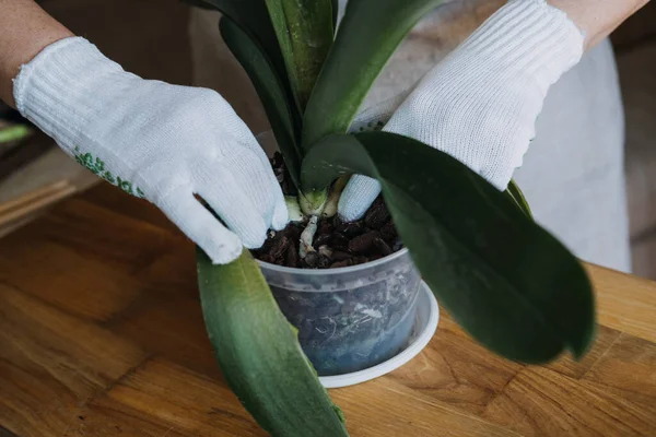 Orchid Care, Cara Memotong Daun Anggrek. Menghapus Daun bunga Orchid Phalaenopsis yang rusak. Tangan wanita memotong Daun Rusak dari pot tanaman anggrek. — Stok Foto