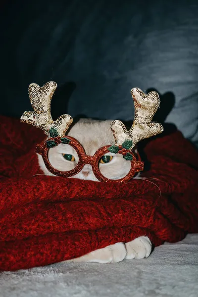 冬の居心地の良い気分、新年の前夜、クリスマスの瞬間、面白い休日のペット、お祝いのペット。かわいいです眠いですスコットランドの倍猫で赤いセーターとカーニバルパーティー眼鏡嘘でザカウチに自宅. — ストック写真