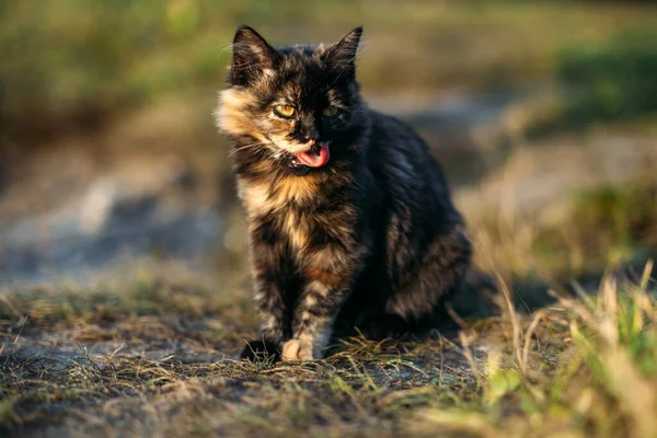 Carino gatto tricolore randagio senzatetto sullo sfondo della natura. Ritratto all'aperto di triste gatto senzatetto sul prato verde. — Foto Stock