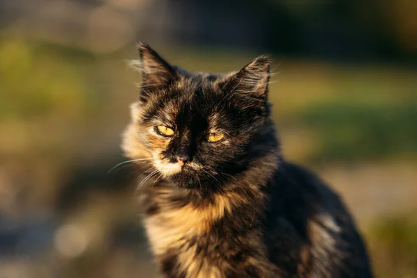 Mignon chat tricolore errant sans abri sur fond de nature. Portrait extérieur de chat sans abri triste sur la pelouse verte. — Photo