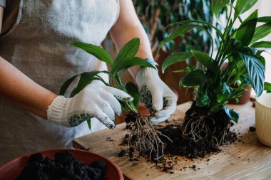 Spring Houseplant Bakım evi, saksı bitkileri. Bahar için Salon Bitkileri Uyanmak. Kadın evdeki yeni çömleğe bitki naklediyor. Bahçıvan nakil tesisi Spatthiphyllum