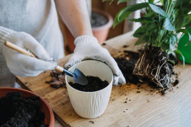 Spring Houseplant Bakım evi, saksı bitkileri. Bahar için Salon Bitkileri Uyanmak. Kadın evdeki yeni çömleğe bitki naklediyor. Bahçıvan nakil tesisi Spatthiphyllum