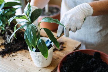 Spring Houseplant Bakım evi, saksı bitkileri. Bahar için Salon Bitkileri Uyanmak. Kadın evdeki yeni çömleğe bitki naklediyor. Bahçıvan nakil tesisi Spatthiphyllum