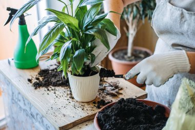 Spring Houseplant Bakım evi, saksı bitkileri. Bahar için Salon Bitkileri Uyanmak. Kadın evdeki yeni çömleğe bitki naklediyor. Bahçıvan nakil tesisi Spatthiphyllum