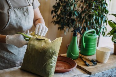 Saksı toprağı. Kapalı alandaki bitkileri tekrar kaplamak için toprak. Spring Houseplant Bakım evi, saksı bitkileri. Kadın evdeki yeni çömleğe bitki naklediyor. Bahçıvan nakil tesisi Spatthiphyllum.