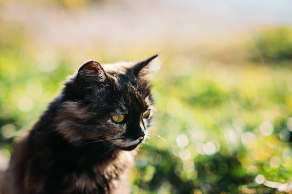 Carino gatto tricolore randagio senzatetto sullo sfondo della natura. Ritratto all'aperto di triste gatto senzatetto sul prato verde. — Foto Stock