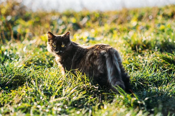 Симпатичный бездомный бродячий трехцветный кот на природе. Портрет бездомного кота на зеленой лужайке. — стоковое фото
