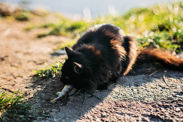 Senzatetto affamato gatto nero cattura pesce con pescatore sulla riva del fiume. randagio fame nero gatto ottiene cibo — Foto Stock