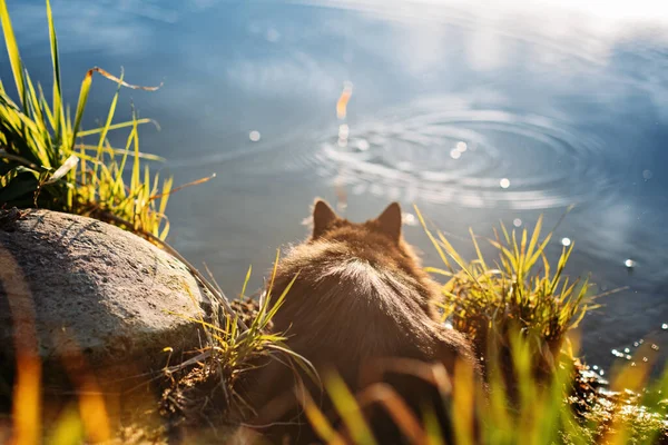 Obdachlose, hungrige schwarze Katze, die mit einem Fischer am Ufer des Flusses Fische fängt. Streunende hungrige schwarze Katze bekommt Futter — Stockfoto