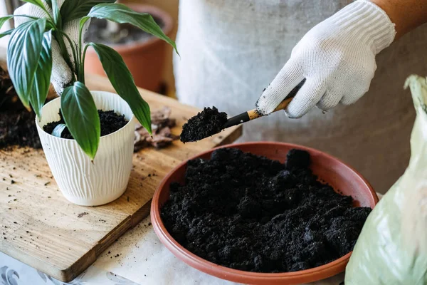 Potting soil. Soil to repot indoor plants. Spring Houseplant Care, repotting houseplants. Woman is transplanting plant into new pot at home. Gardener transplant plant Spathiphyllum. — Stock Photo, Image
