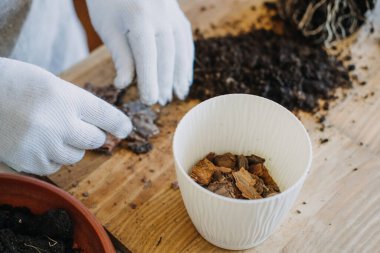 Spring Houseplant Bakım evi, saksı bitkileri. Saksıda saksı dikmek, saksılar için drenaj katmanı. Küçük çakıl taşları, hidrogranüller, saksıdaki drenaj gibi kil tanecikleri.