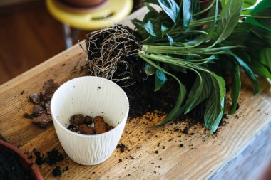 Spring Houseplant Bakım evi, saksı bitkileri. Saksıda saksı dikmek, saksılar için drenaj katmanı. Küçük çakıl taşları, hidrogranüller, saksıdaki drenaj gibi kil tanecikleri.