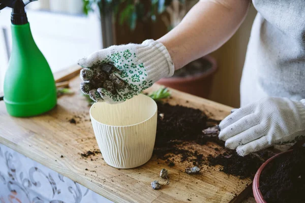 Spring Houseplant Care, verpotten van kamerplanten. Planten van Woonplanten In Potten, drainage laag voor Woonplanten. Kleine kiezelsteentjes, hydrogranulaat, kleikorrels als drainage in plantenpot — Stockfoto