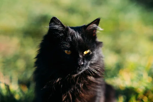 Czarny kot się rozmnaża. Narodowy Dzień Czarnego Kota. Cute czarny kot ze złotymi oczami na tle natury. Odkryty portret czarnego kota na zielonym trawniku. — Zdjęcie stockowe