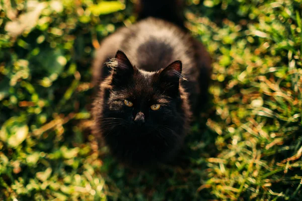 Black cat breeds. National black cat day. Cute black cat with golden eyes on nature background. Outdoor portrait of black cat on green lawn. — стоковое фото