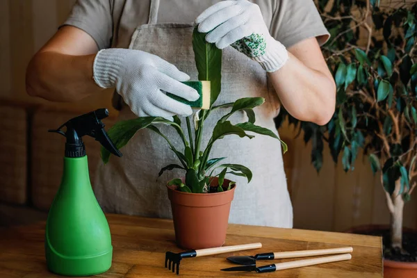 Spring Houseplant Care, Waking Up Indoor Plants for Spring. Female hands spray and washes the leaves of Spathiphyllum house plants at home. Garden room, Biophilia trend, Living with Nature — стоковое фото