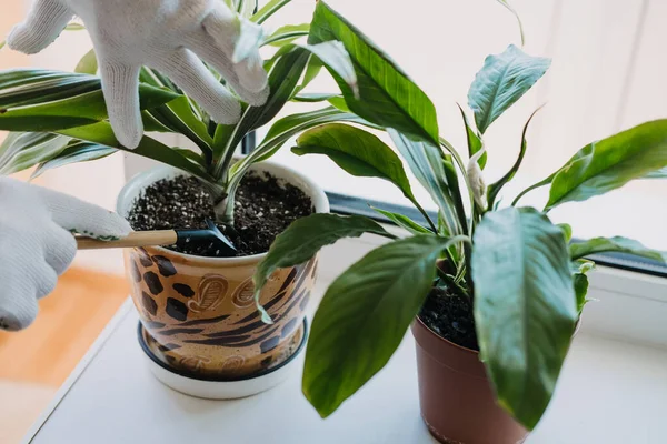 Spring Houseplant Care, Waking Up Indoor Plants for Spring (dalam bahasa Inggris). Alat-alat kebun untuk merawat tanaman rumah di rumah. Taman kamar, kecenderungan Biophilia, Hidup dengan Alam — Stok Foto