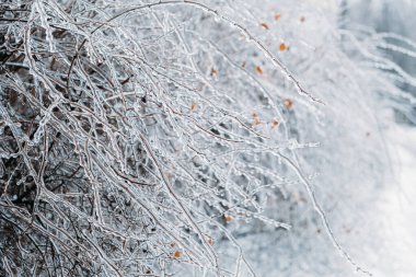 Donmuş Yağmur, Donmuş Tehlike. Kış şehrinde donmuş ağaç dalı. Buzlu ağaç dalları yakın plan. Buzlu, donmuş çalılar. Buzlanma koşulları. Seçici odak.