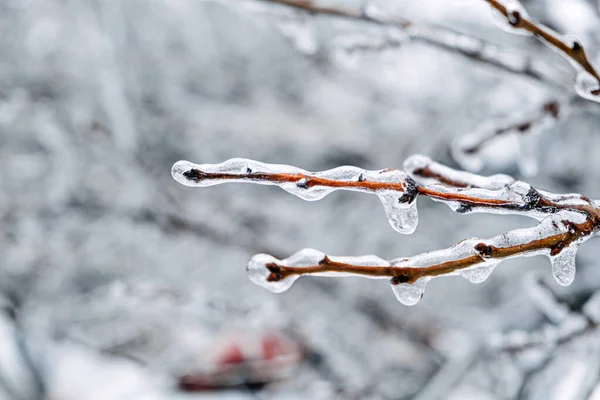 Pluie Verglaçante Risques Givrage Branche Arbre Congelée Ville Hiver Des — Photo