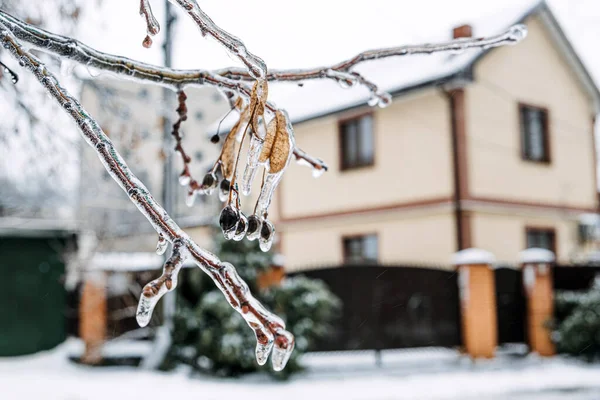 Chuva Gelada Riscos Gelo Ramo Árvore Congelada Casa Cidade Inverno — Fotografia de Stock