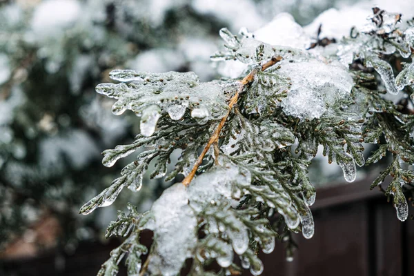 Freezing Rain Icing Hazards Frozen Tree Branch Winter City Icy — Fotografia de Stock