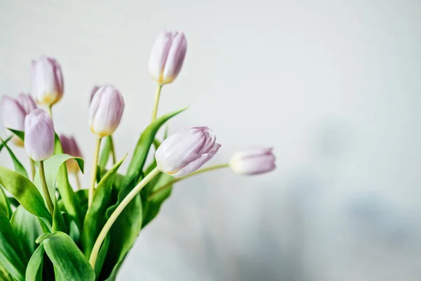 Muttertag-Attrappe Nahaufnahme Tulpenblumen. Minimale Banner-Attrappe mit lila Tulpenblüten auf weißem Tisch und hellem Wandhintergrund. Strauß zarter Frühlingstulpen im minimalistischen Stil — Stockfoto