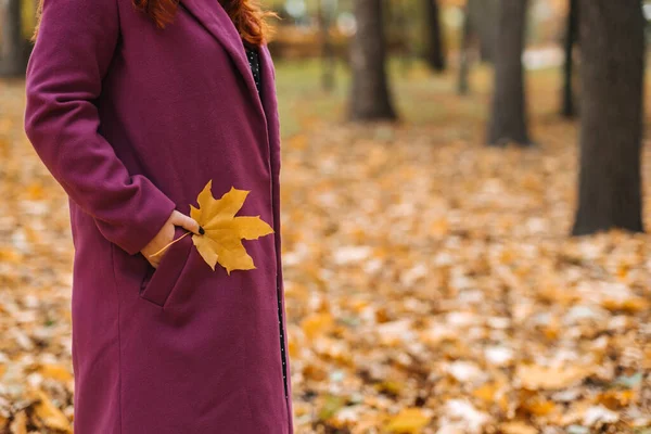 Fall leaf holding in female hand. Faceless shot of woman in purple coat holding yellow maple leaf in autumn park.