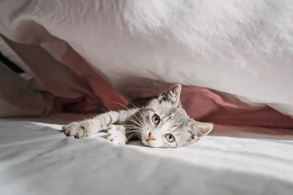 Cat Adoption Adopt Kitten Rescues Shelters Happy Outbred Homeless Adopted — ストック写真