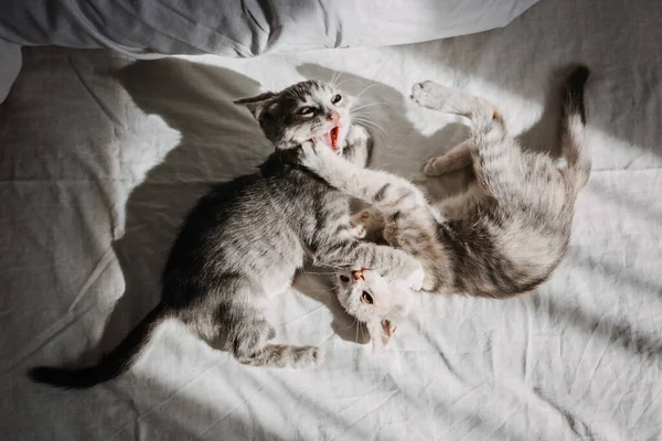 Cat Adoption, Adopt kitten from rescues and shelters. Two happy outbred homeless adopted grey kittens playing in bed at home in sun light