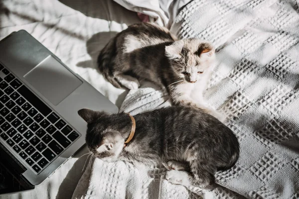 Twee Vrolijke Outbred Dakloze Adopteerden Grijze Kittens Die Buurt Van — Stockfoto