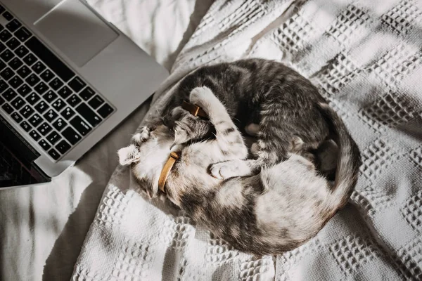 Two happy outbred homeless adopted grey kittens playing near laptop in bed at home in sun light. Two cute cats lying near laptop. Fluffy pet with computer works remotely like human. Cozy home.